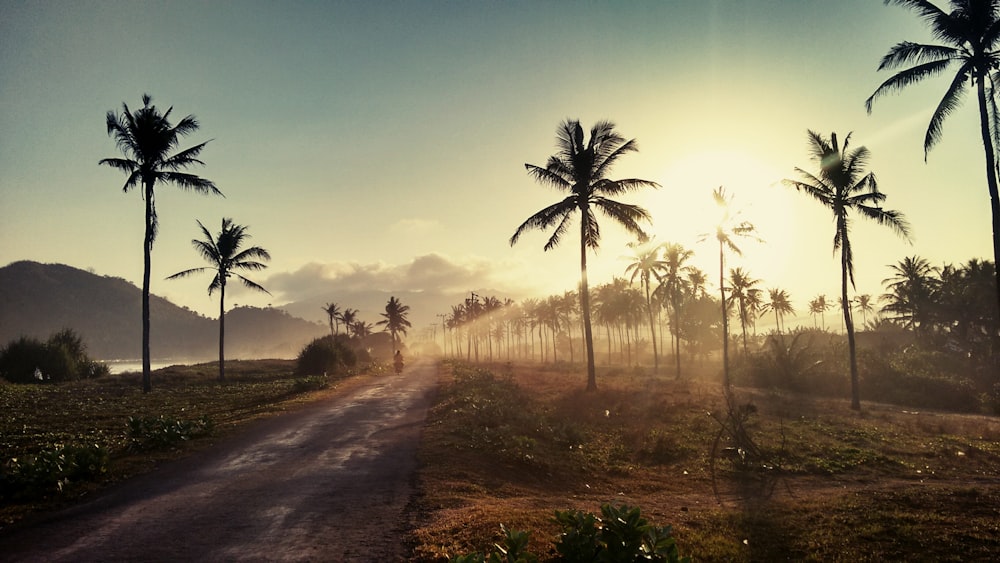 foto da paisagem dos coqueiros