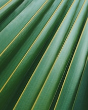 feuille cocotier