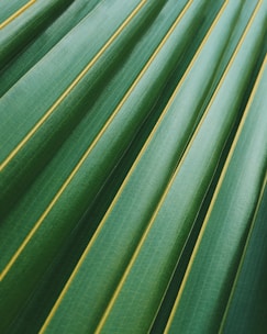 feuille cocotier