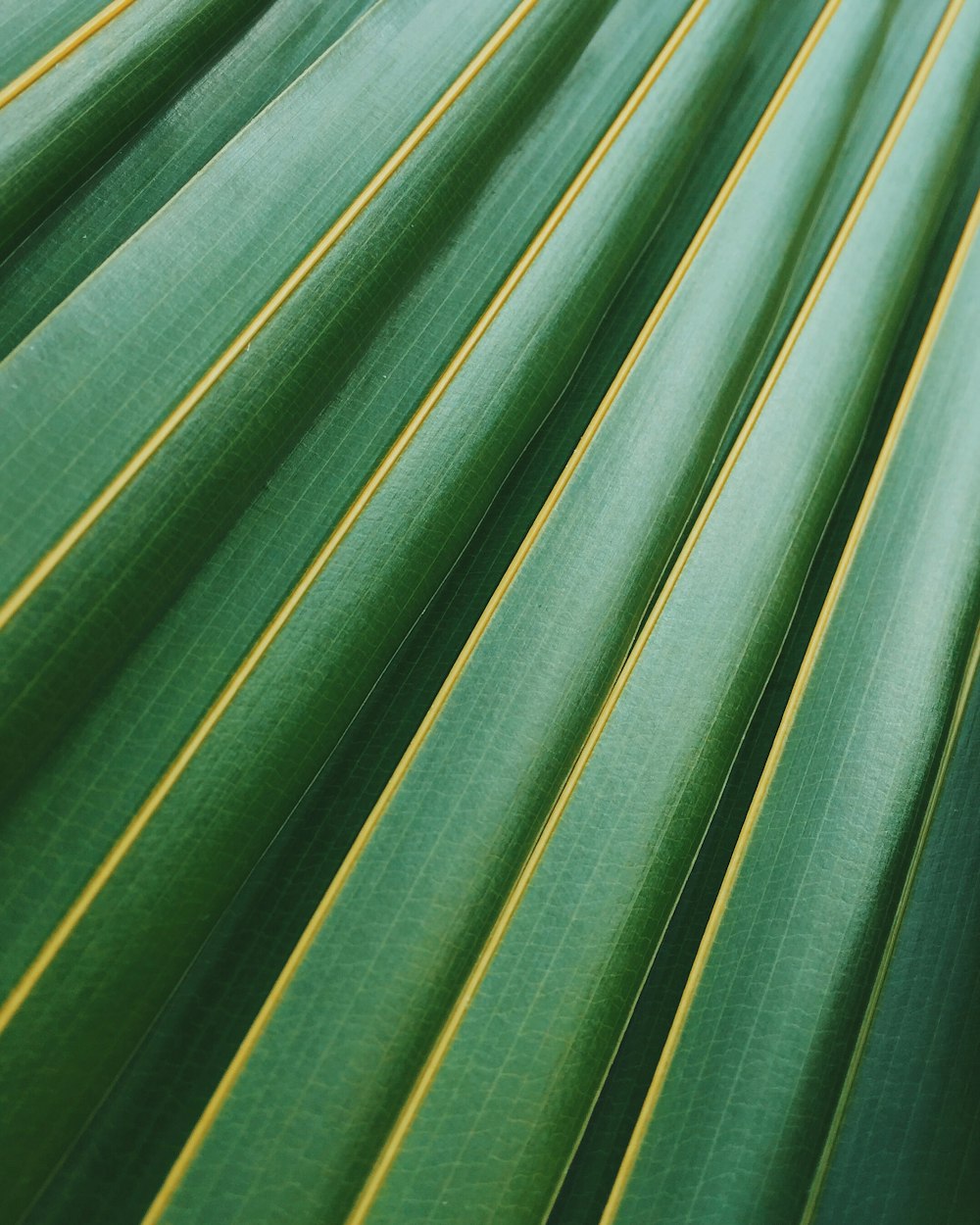 coconut leaf