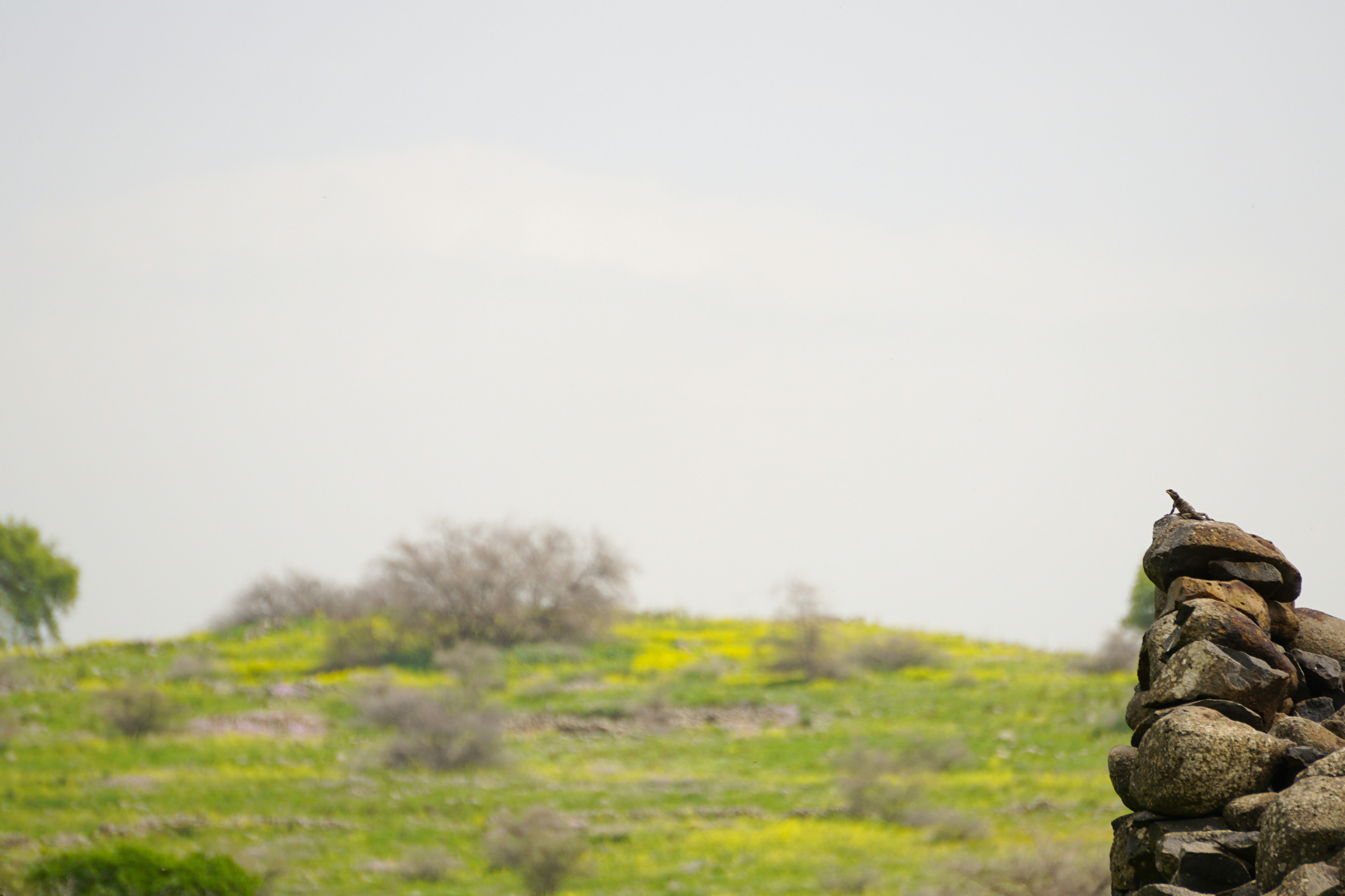 Free Unsplash photo from Nicolai  Dürbaum