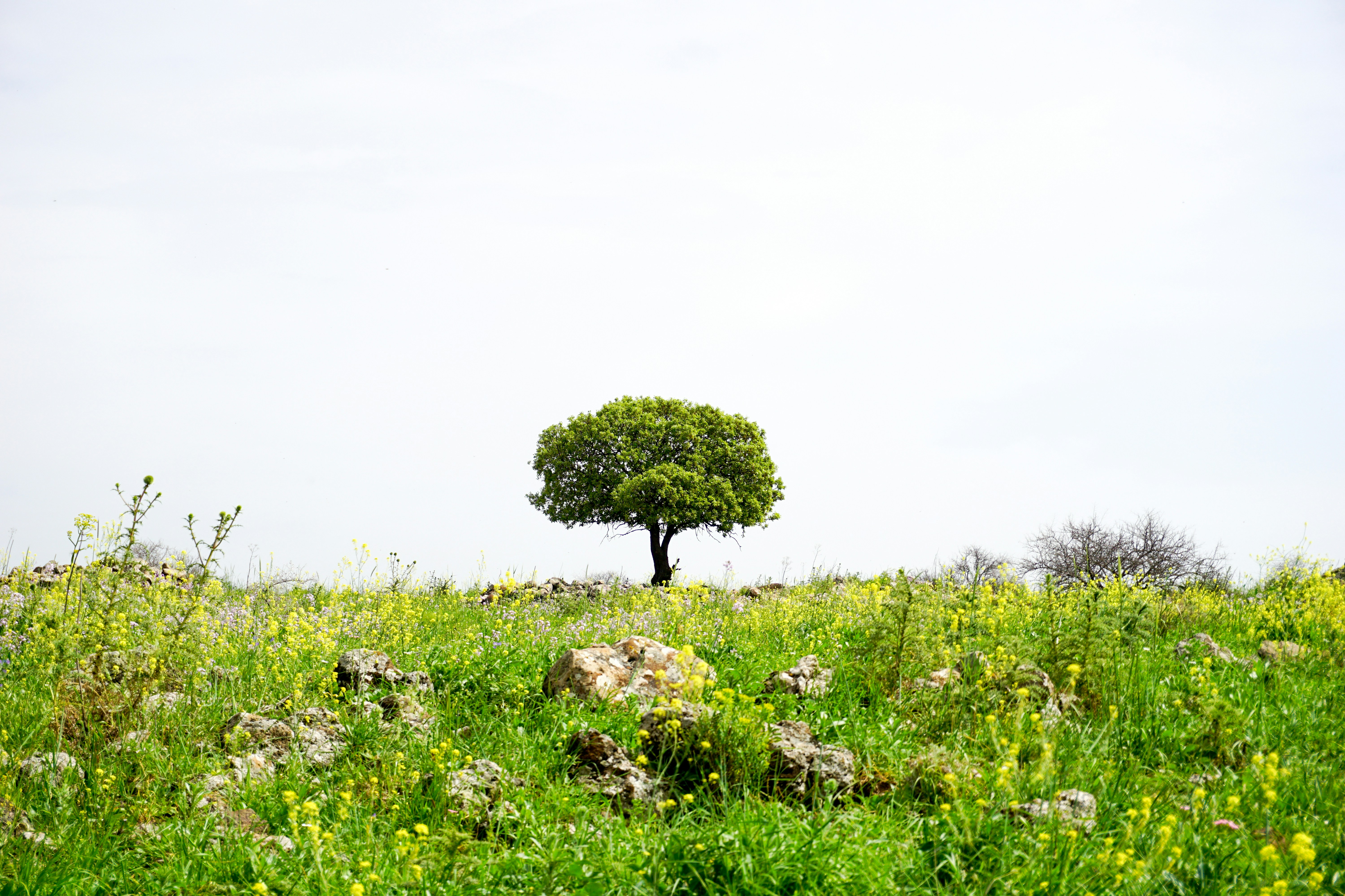 Free Unsplash photo from Nicolai  Dürbaum