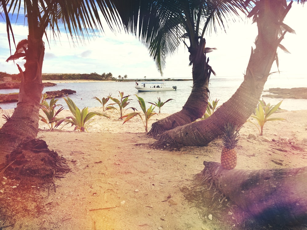 pineapple on tree log along seashore