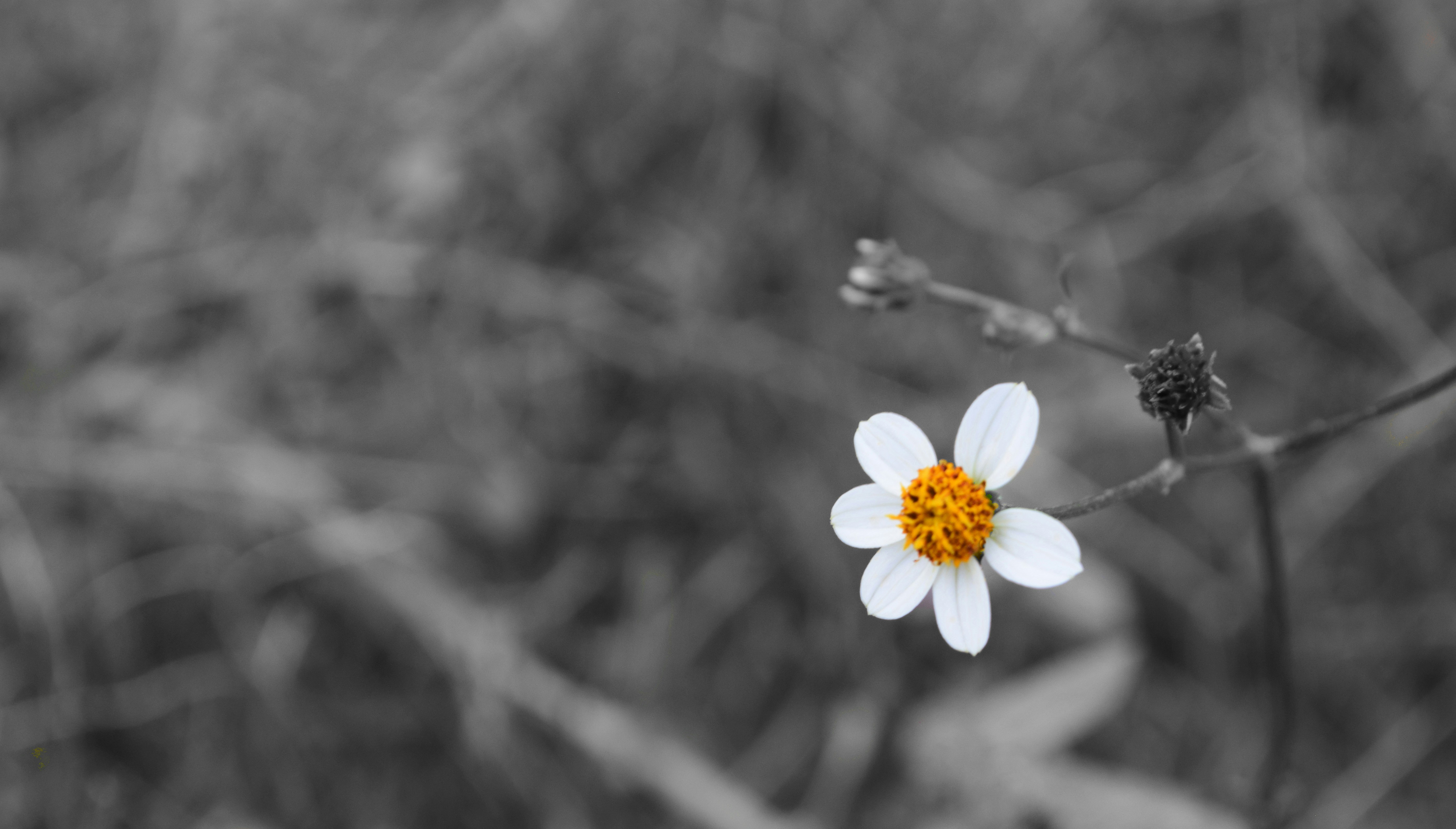 Free Unsplash photo from Prakash Aryal