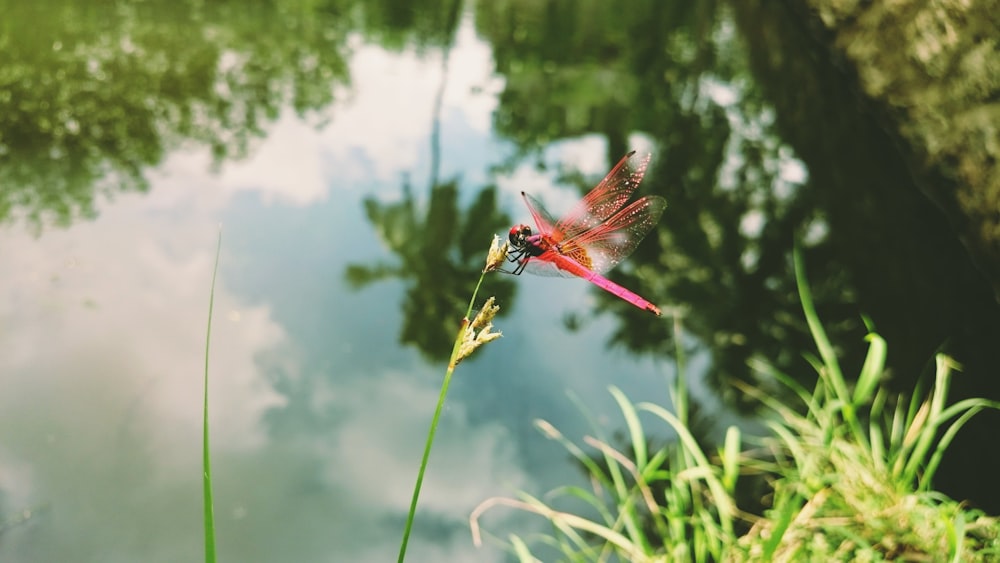 red dragonfly on yellow flower bud