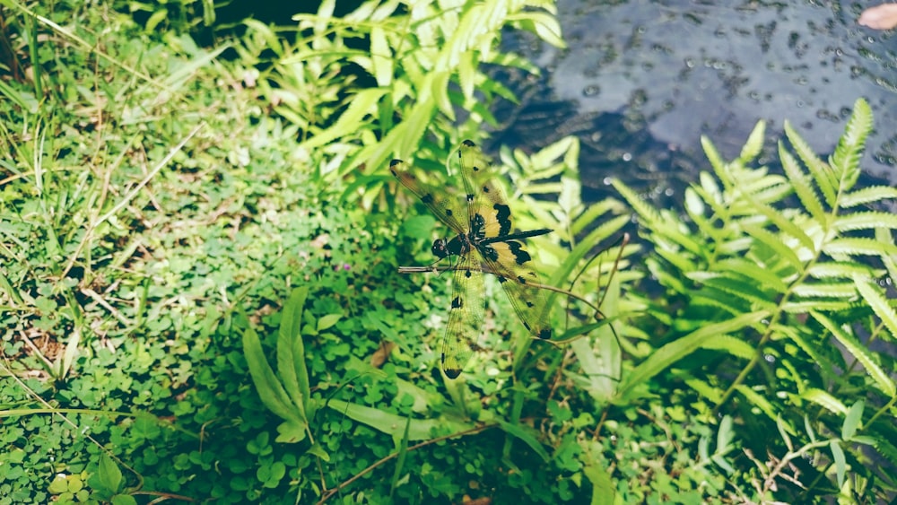 green leafed plant