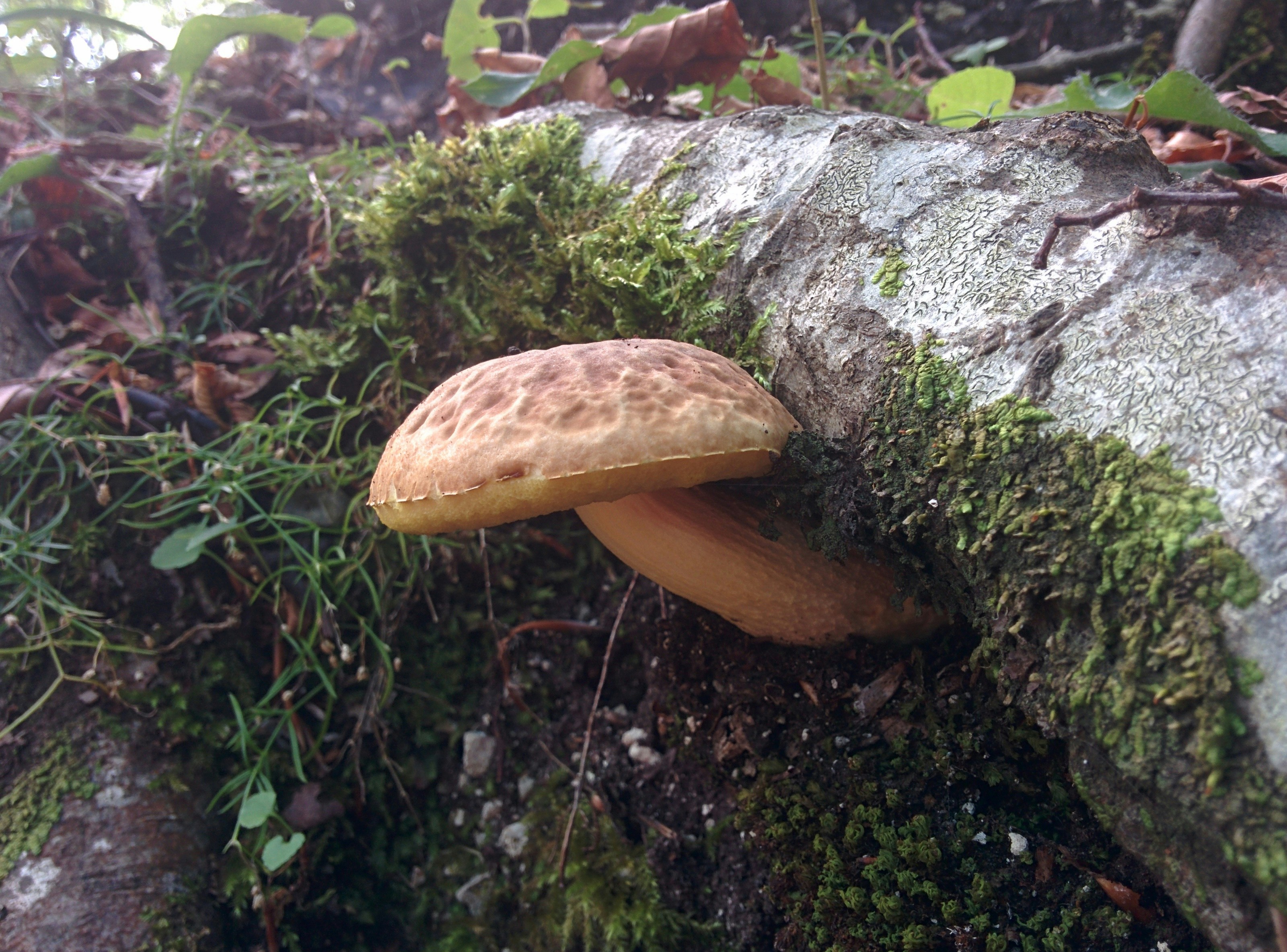 Free Unsplash photo from Daniele Di Minica