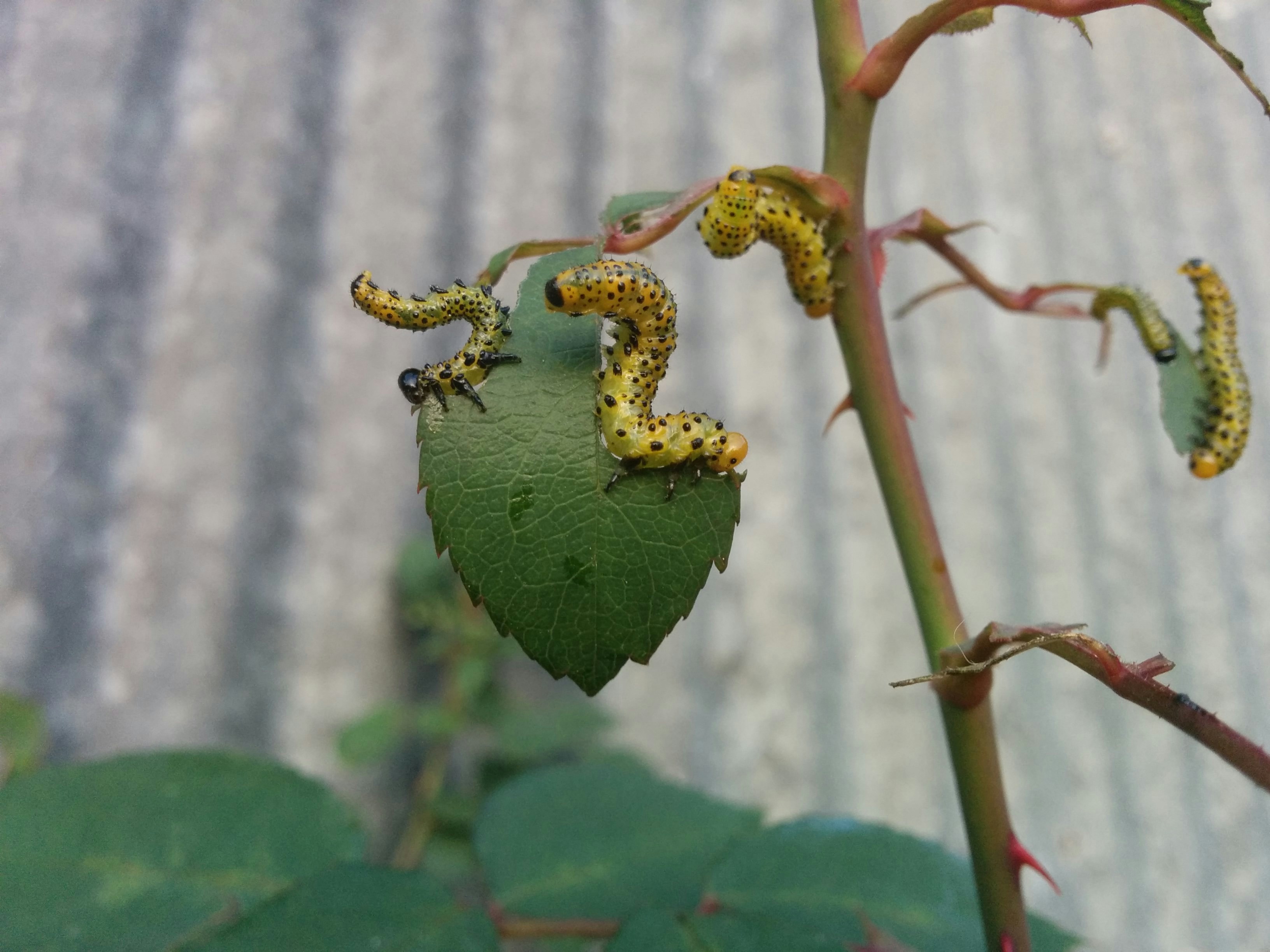 Free Unsplash photo from Daniele Di Minica