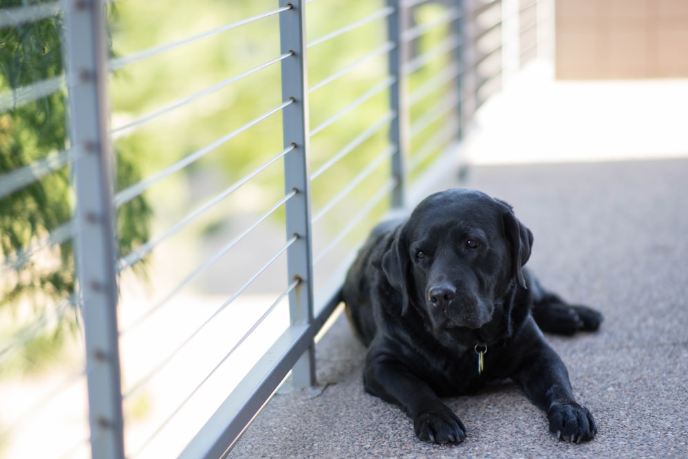 Labrador retriever preto adulto deitado no chão de concreto perto do corrimão de metal cinza