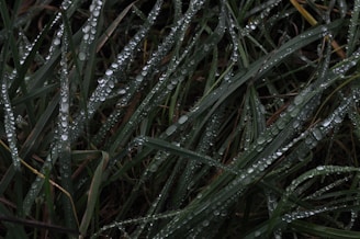 Close-up of vibrant, dense Mexican lawn grass blades glistening with morning dew.