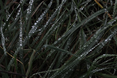Close-up of vibrant, dense Mexican lawn grass blades glistening with morning dew.
