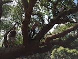 A group of adults gathered on sturdy branches, smiling and enjoying the canopy experience.