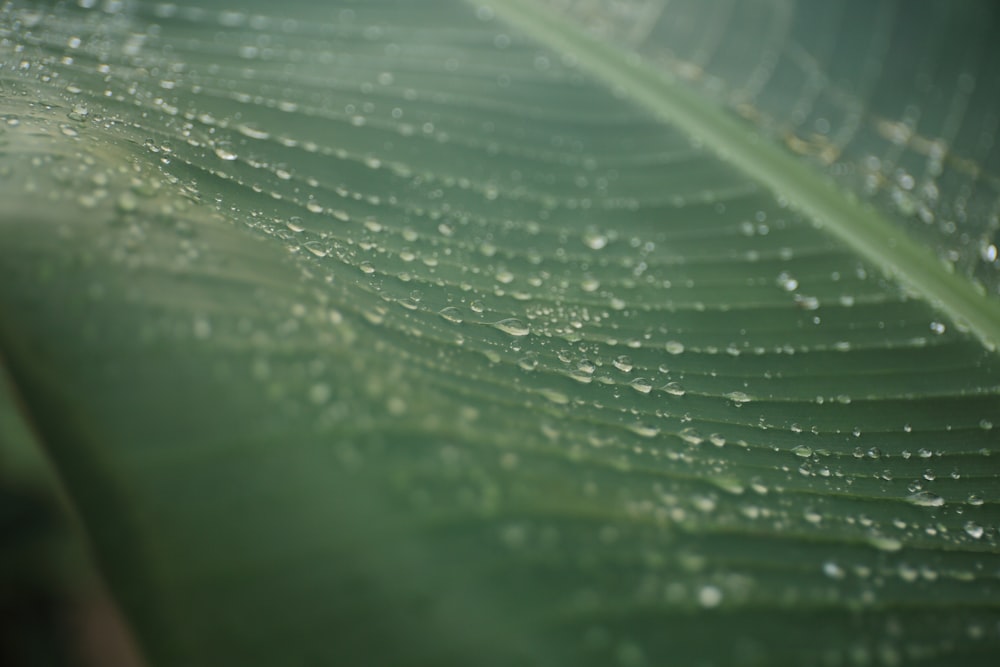 macro photography of green banana leaf