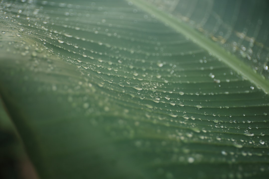 macro photography of green banana leaf