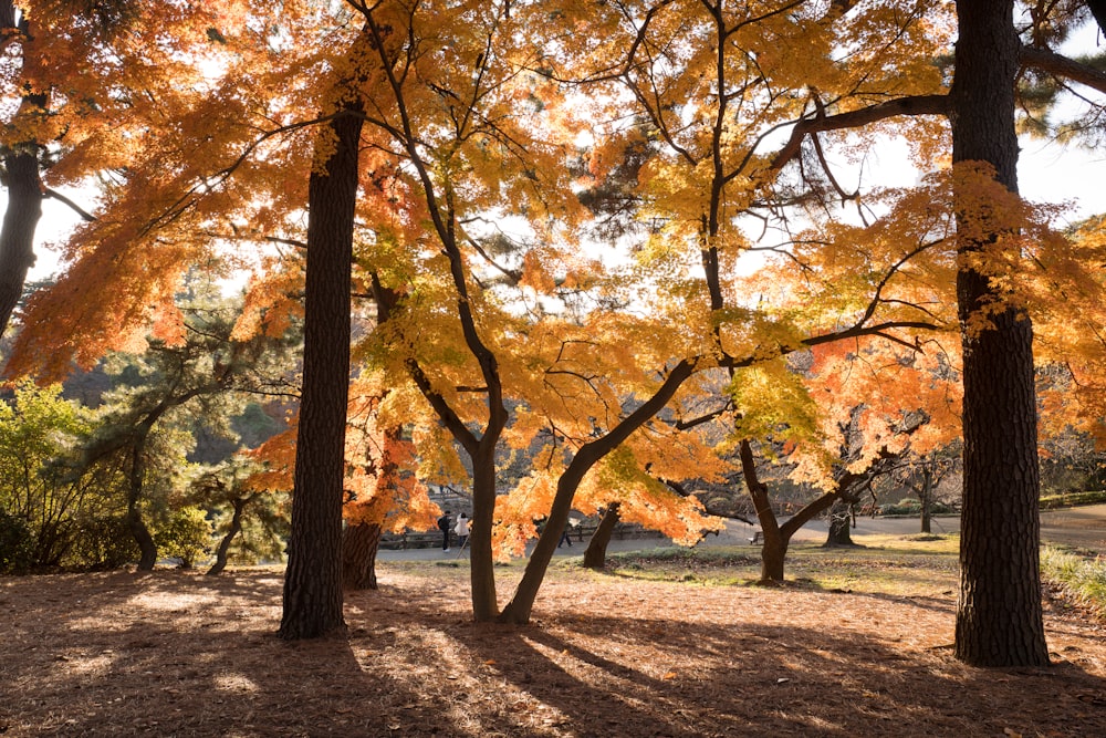 Grands arbres à feuilles orange.