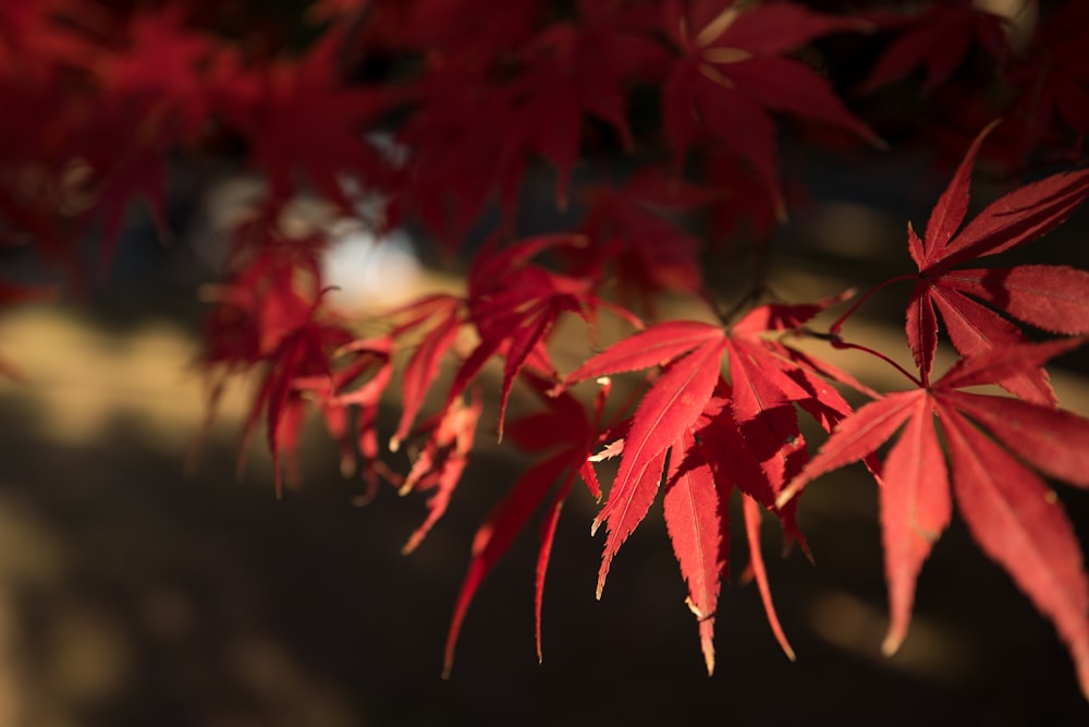 Foto de enfoque selectivo de arce de hojas rojas