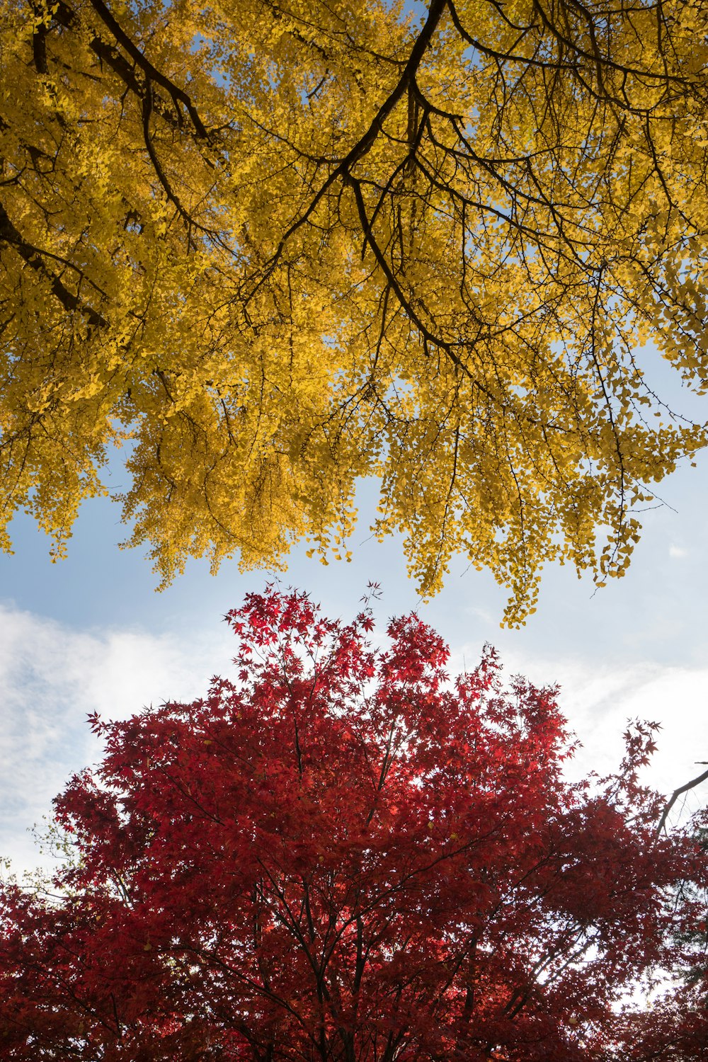 wormseye view of trees under blue sky