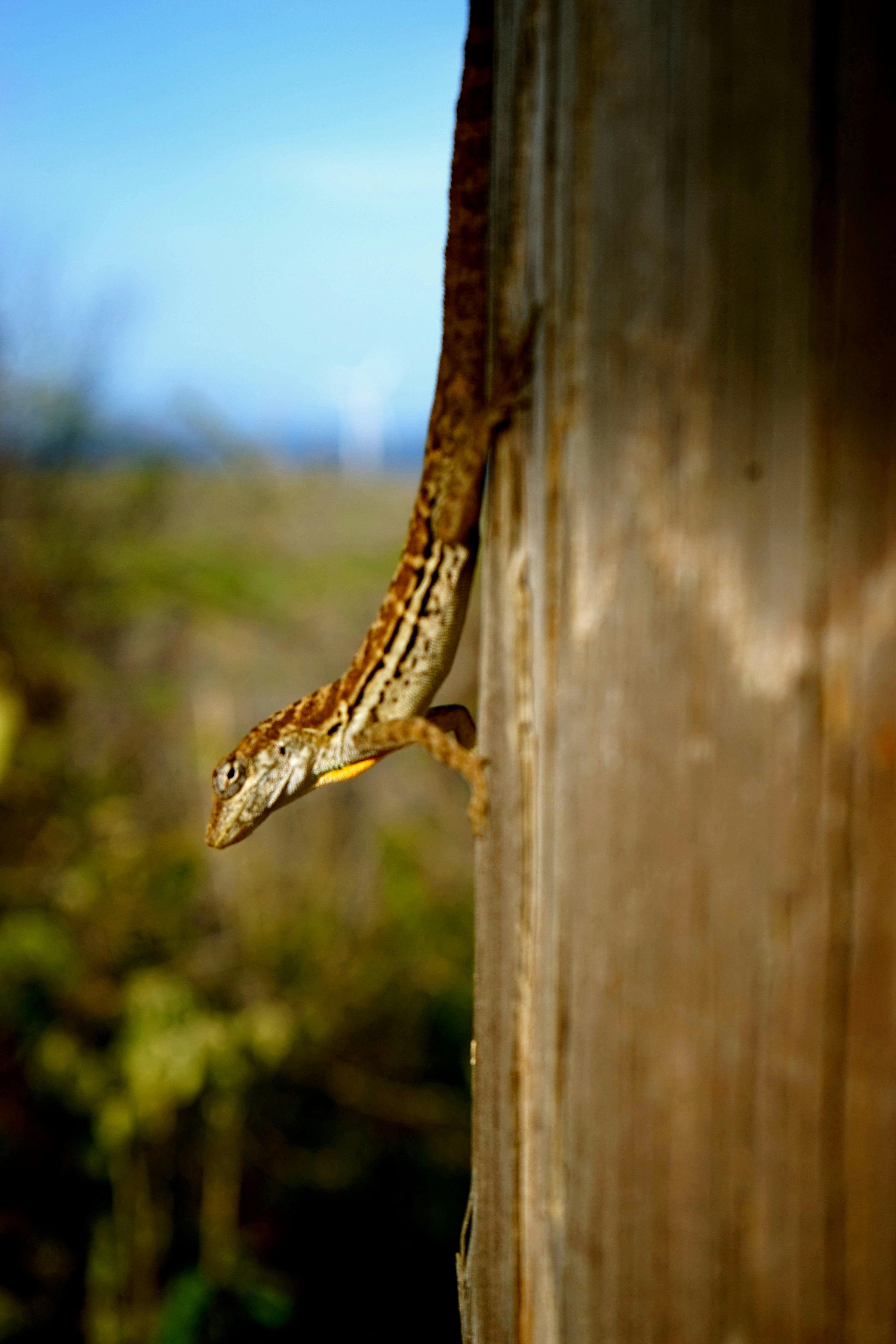 Free Unsplash photo from Eli Sarpila