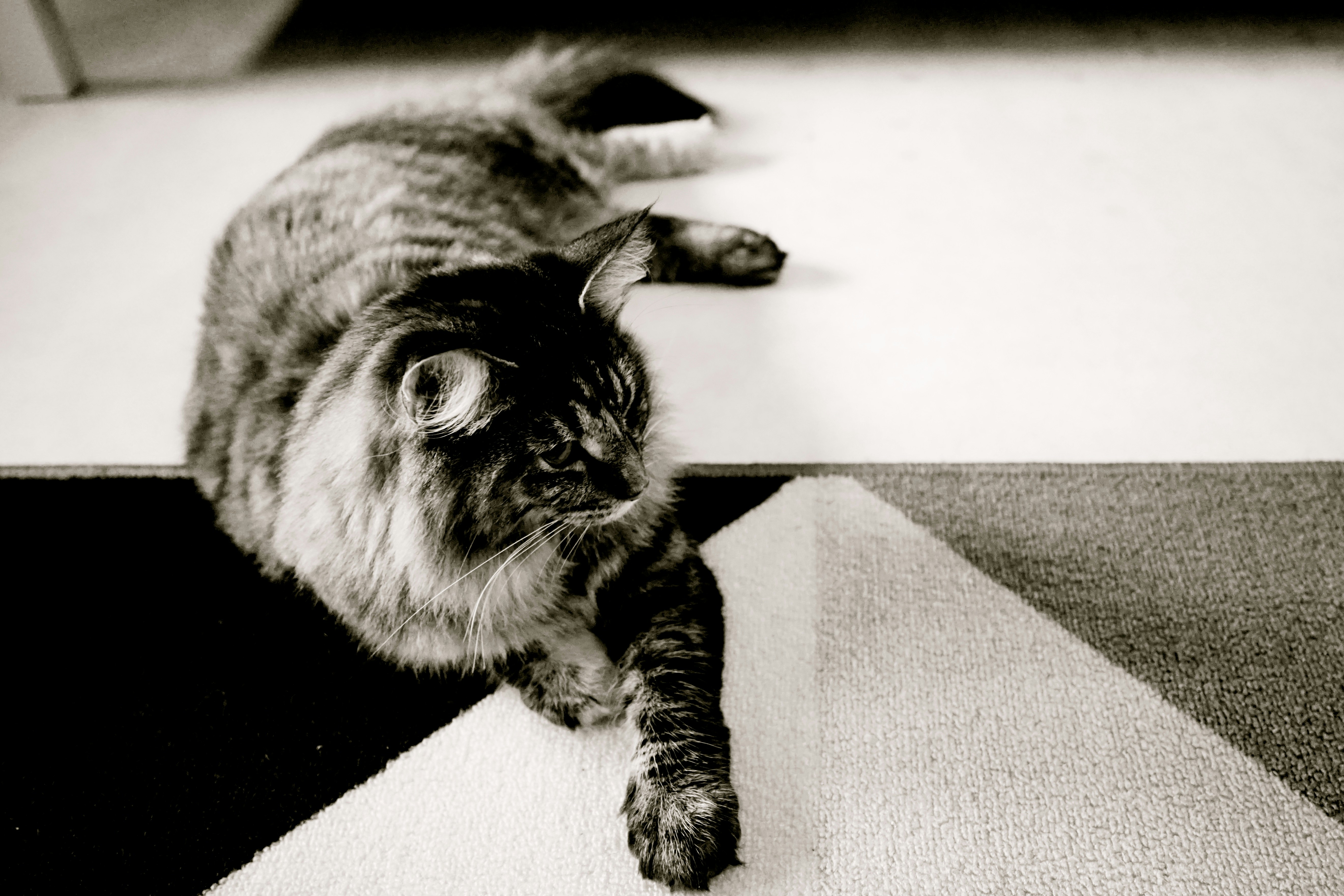 Free Unsplash photo from Eli Sarpila