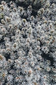 A top view of the prickly branches of a pine tree in Romsey