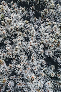 A top view of the prickly branches of a pine tree in Romsey
