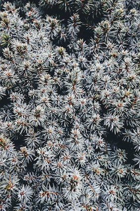 A top view of the prickly branches of a pine tree in Romsey