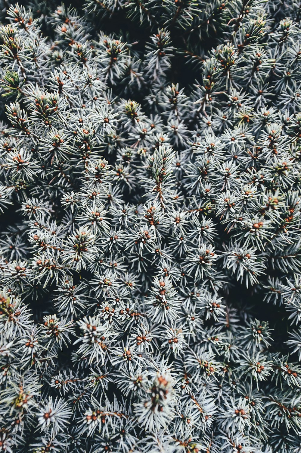 Una vista superior de las ramas espinosas de un pino en Romsey