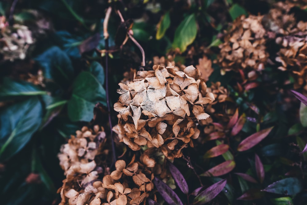 flor de pétala marrom