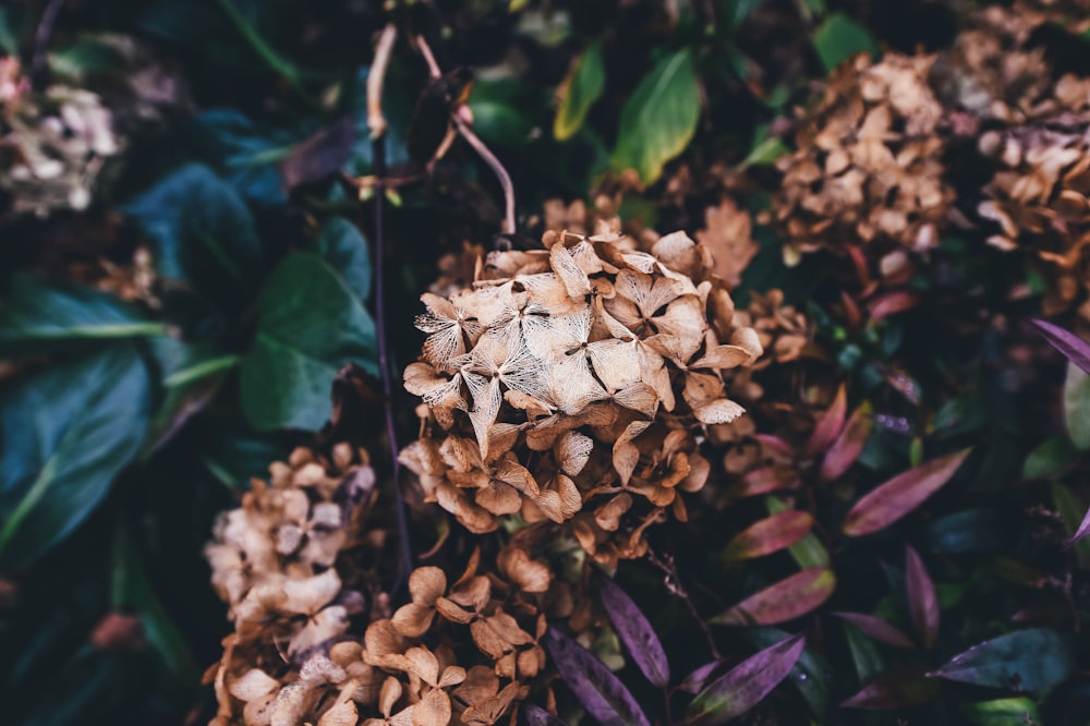 brown petaled flower