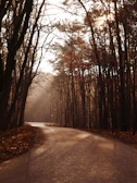 A winding road cutting through golden autumn forests