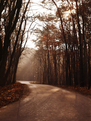 A winding road cutting through golden autumn forests