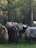 Several pack animals, possibly yaks, are standing in a forested area with dense green foliage. They are loaded with supplies and are accompanied by a person dressed in green. The scene is set in a natural, tranquil environment.
