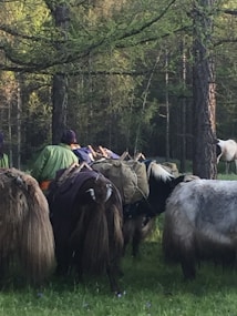 Several pack animals, possibly yaks, are standing in a forested area with dense green foliage. They are loaded with supplies and are accompanied by a person dressed in green. The scene is set in a natural, tranquil environment.