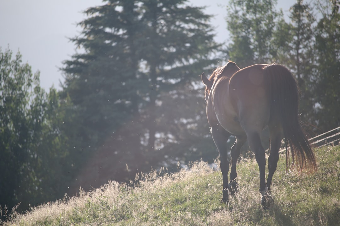 photo of Mountain Green Wildlife near Wasatch Mountains