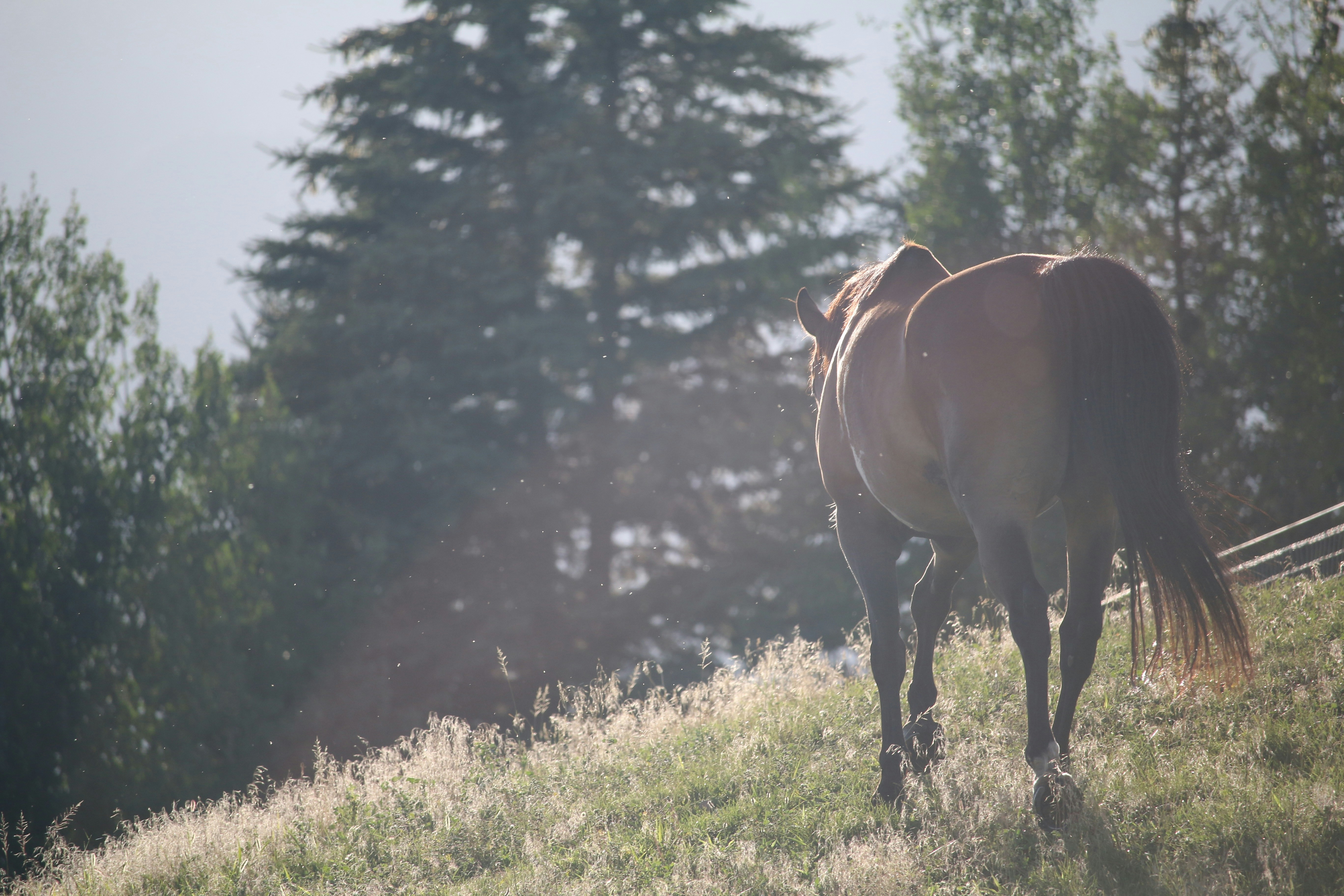Lone brown horse in sunlight