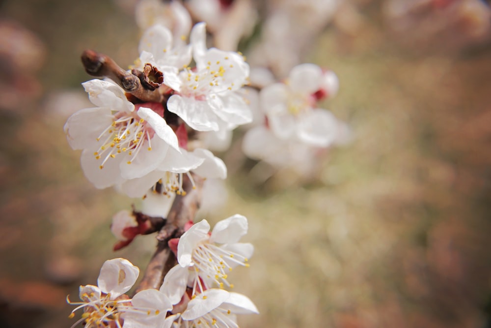 white flowers shallow focus