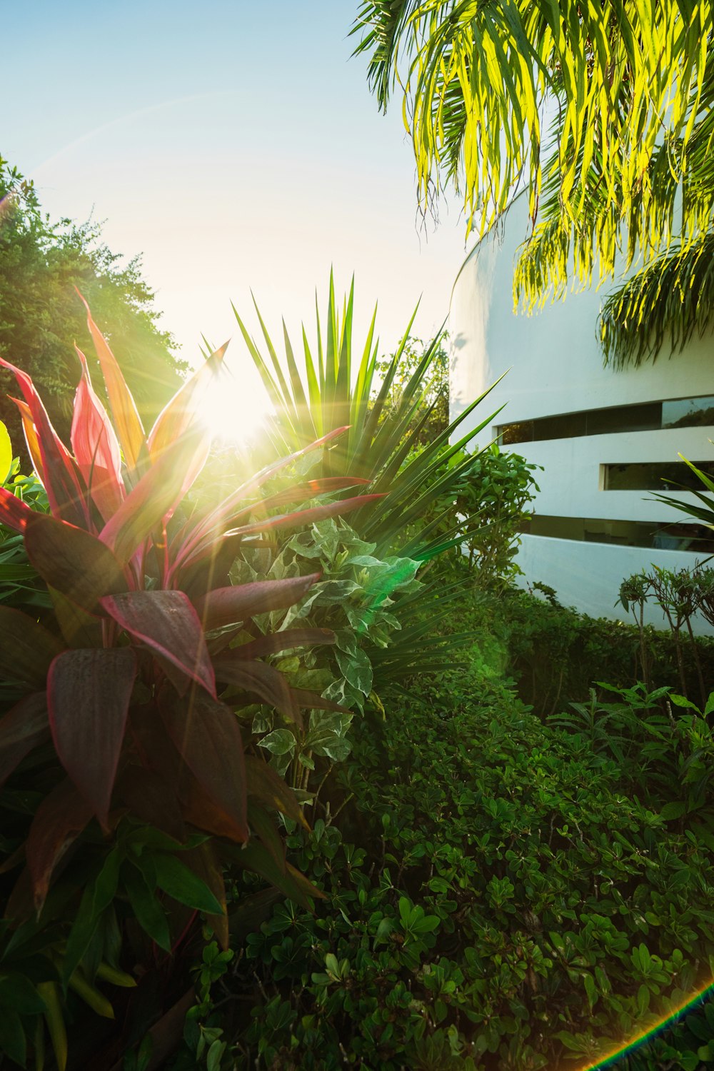 plantas de folha verde