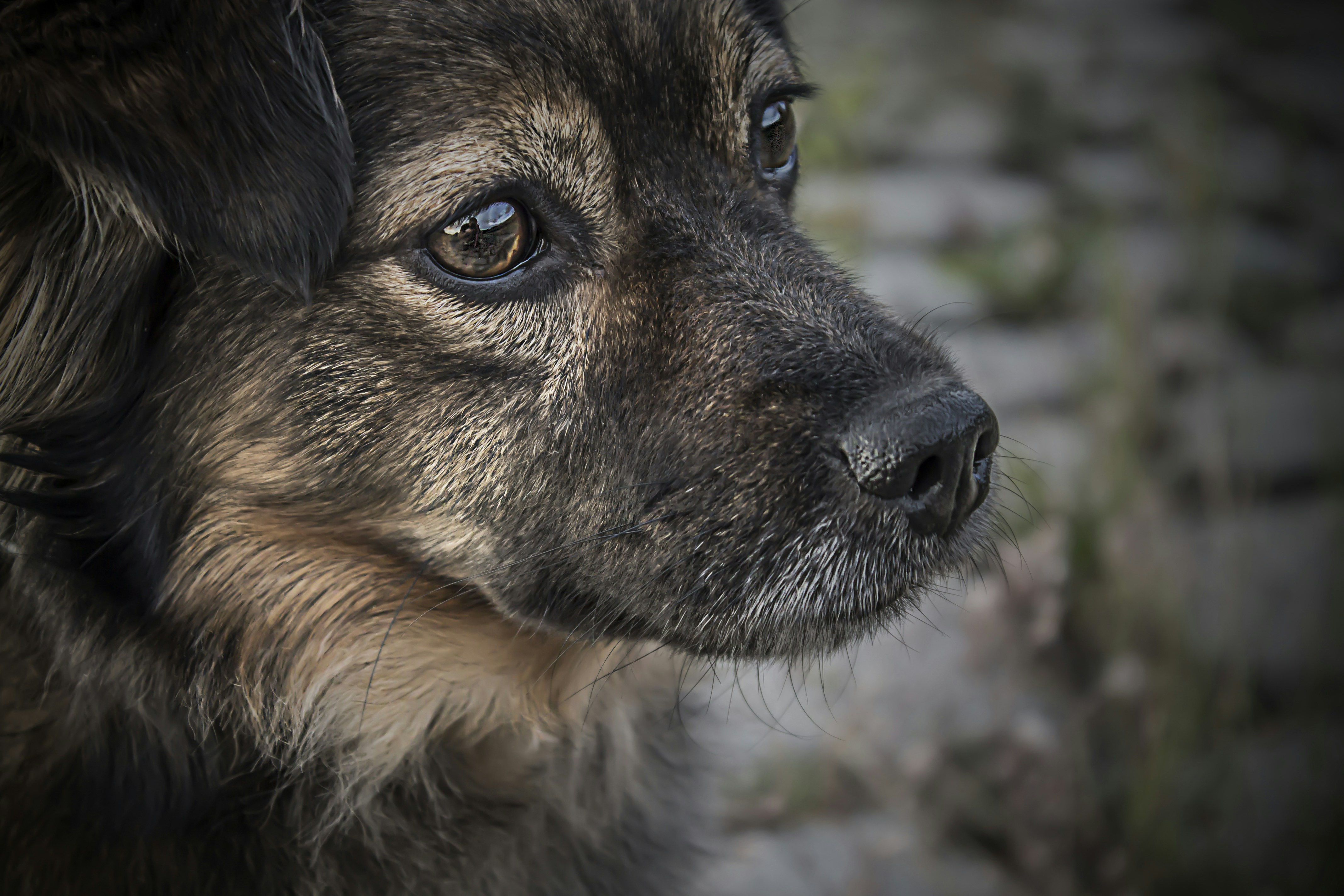 Why Dogs Act Strange After a Bath or Grooming