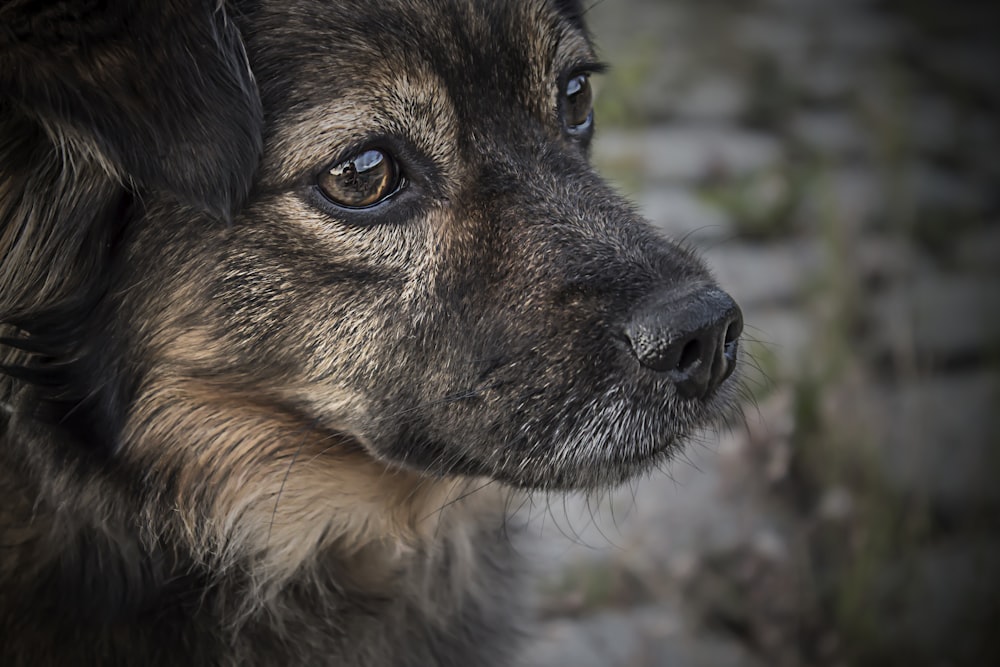 chiot berger allemand noir et feu