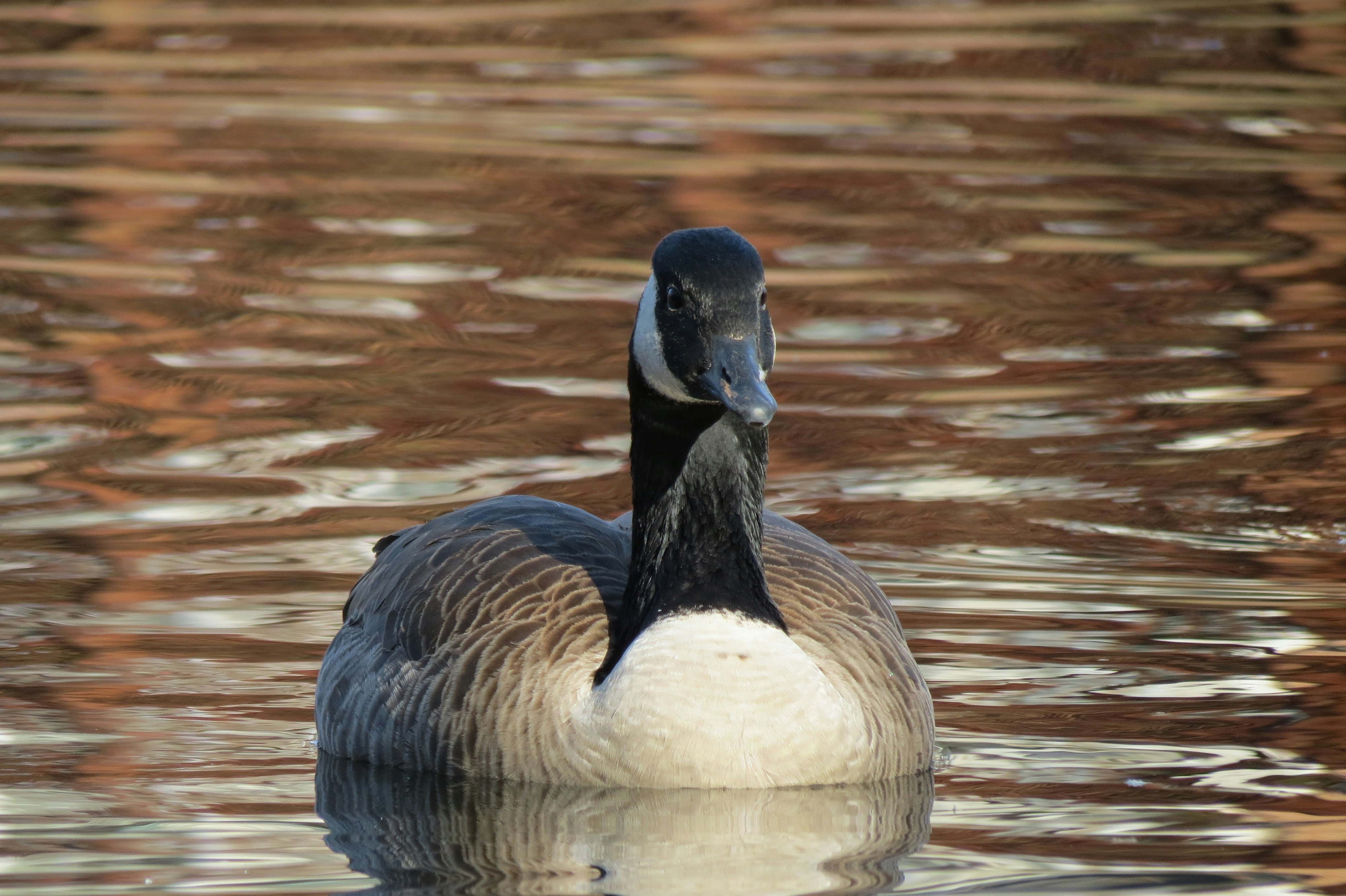 Free Unsplash photo from Meg Patrick