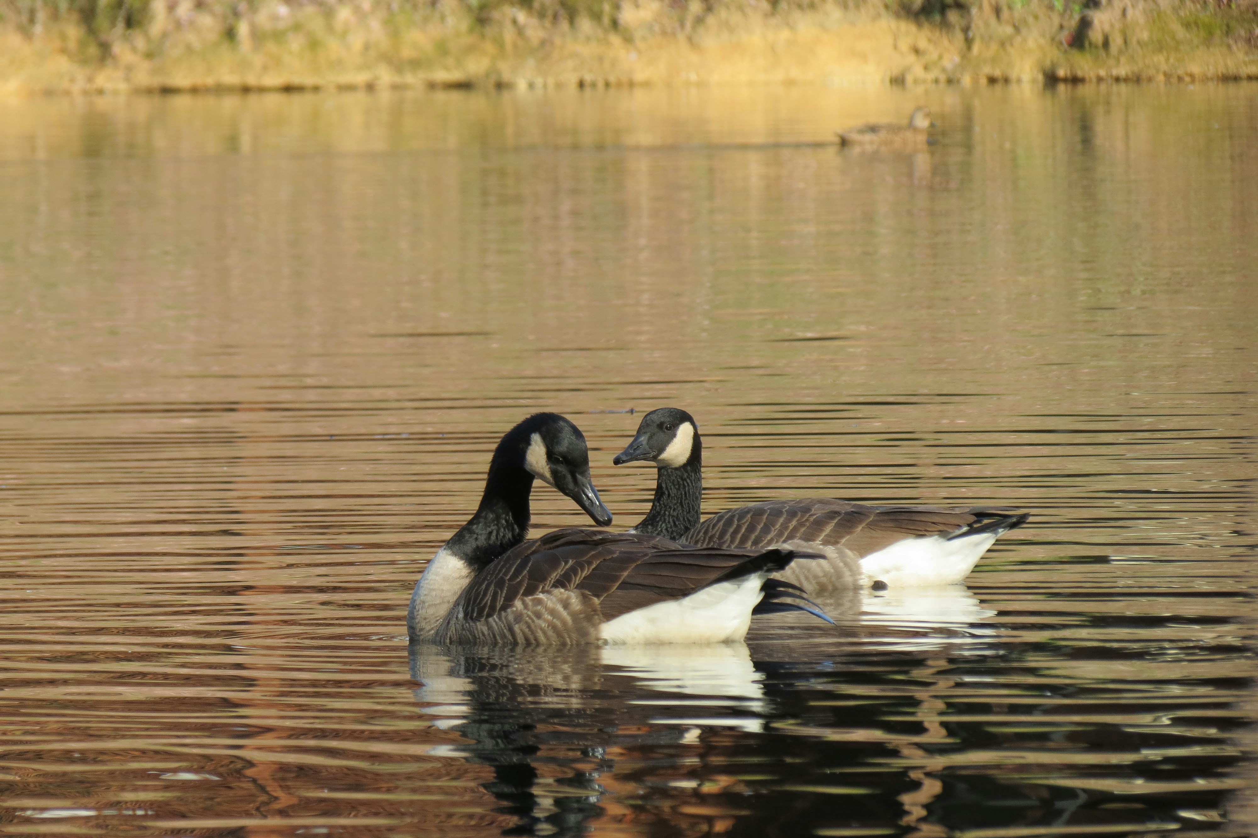 Free Unsplash photo from Meg Patrick