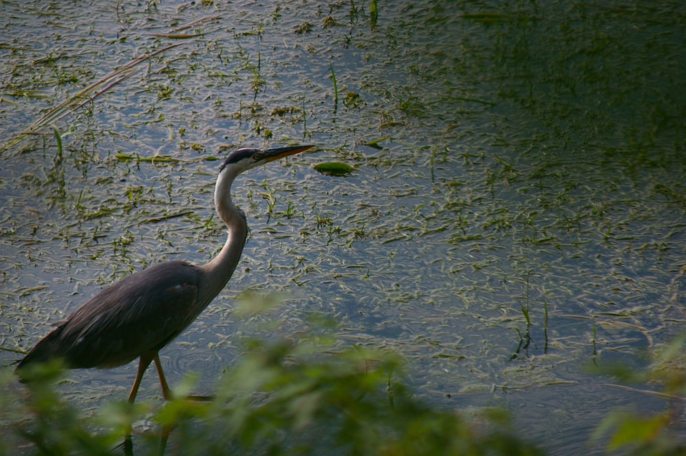 depth photography of black and white bird on body of water