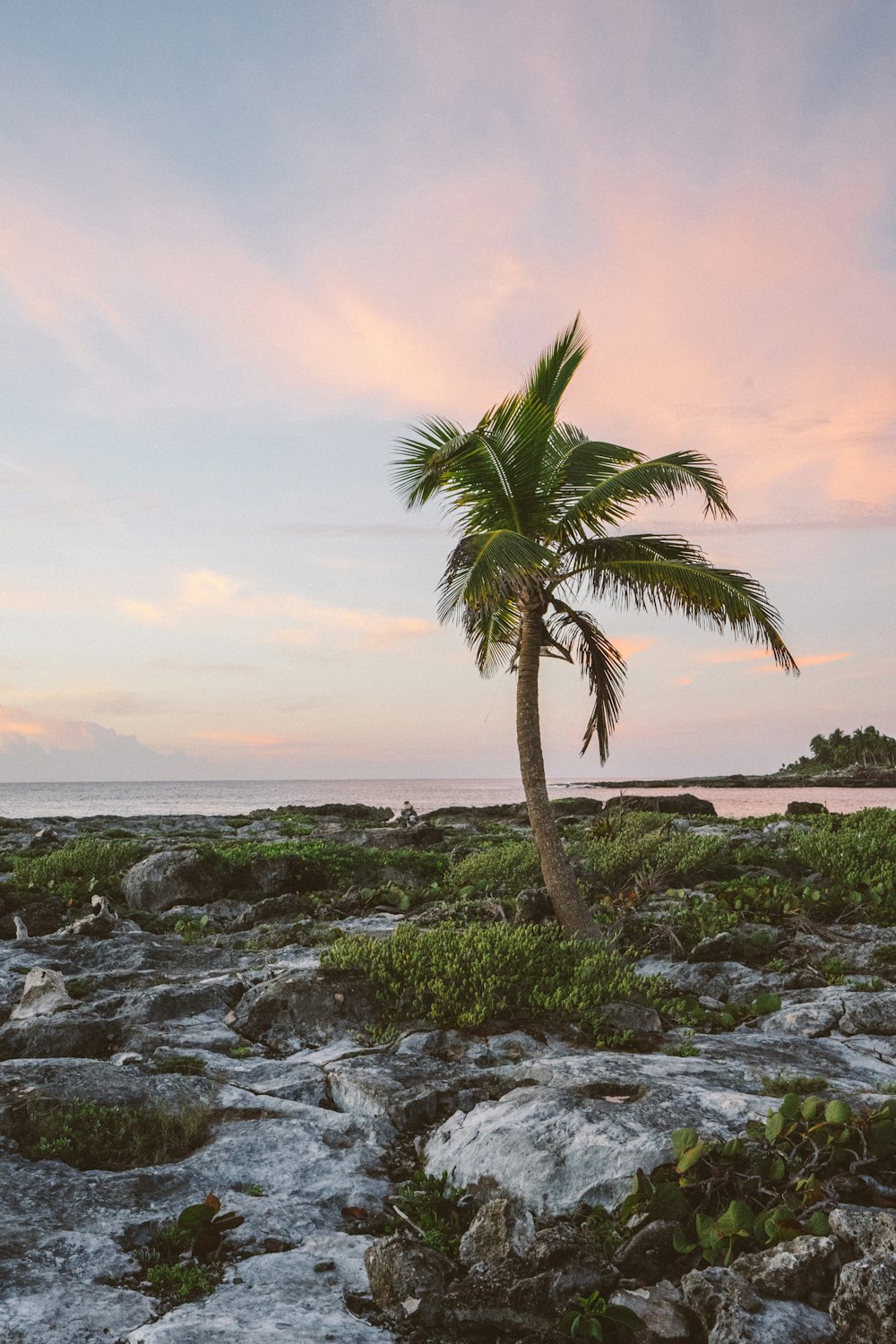 coconut tree near body of water during daytime