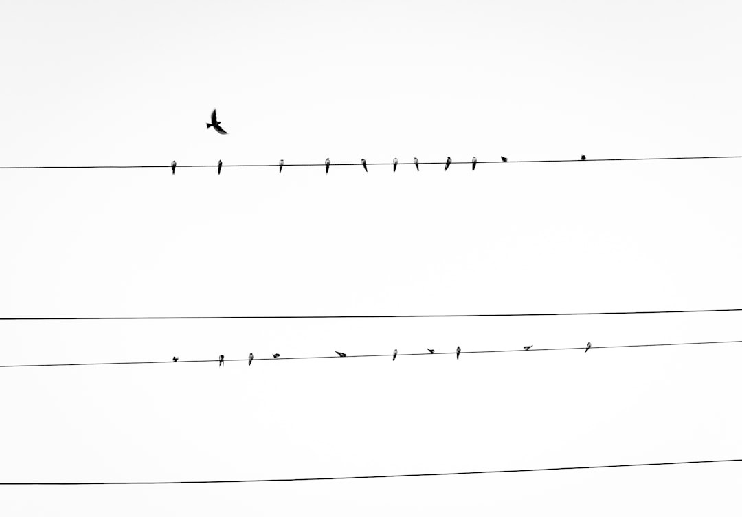 birds resting on power line