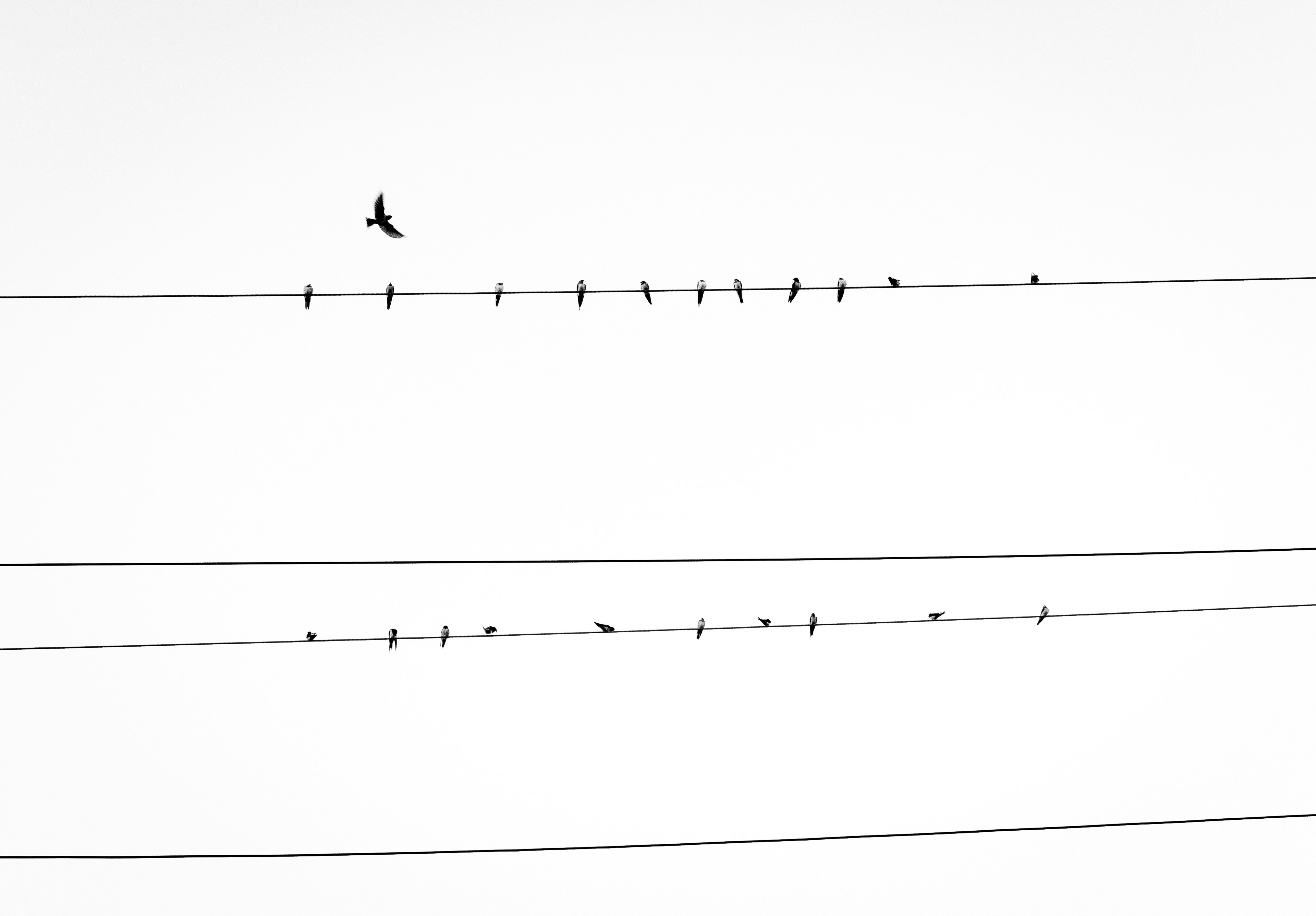 birds resting on power line