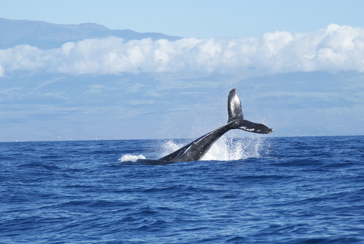 Humpback whale tail breaching the ocean surface