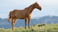brown horse on green grass hill