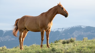 brown horse on green grass hill