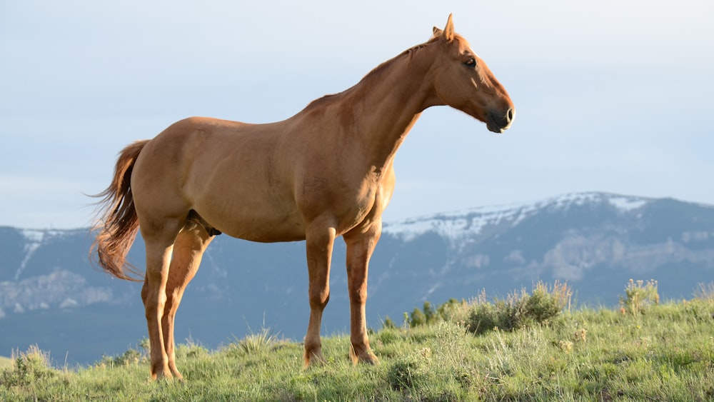 緑の草の丘の上の茶色の馬