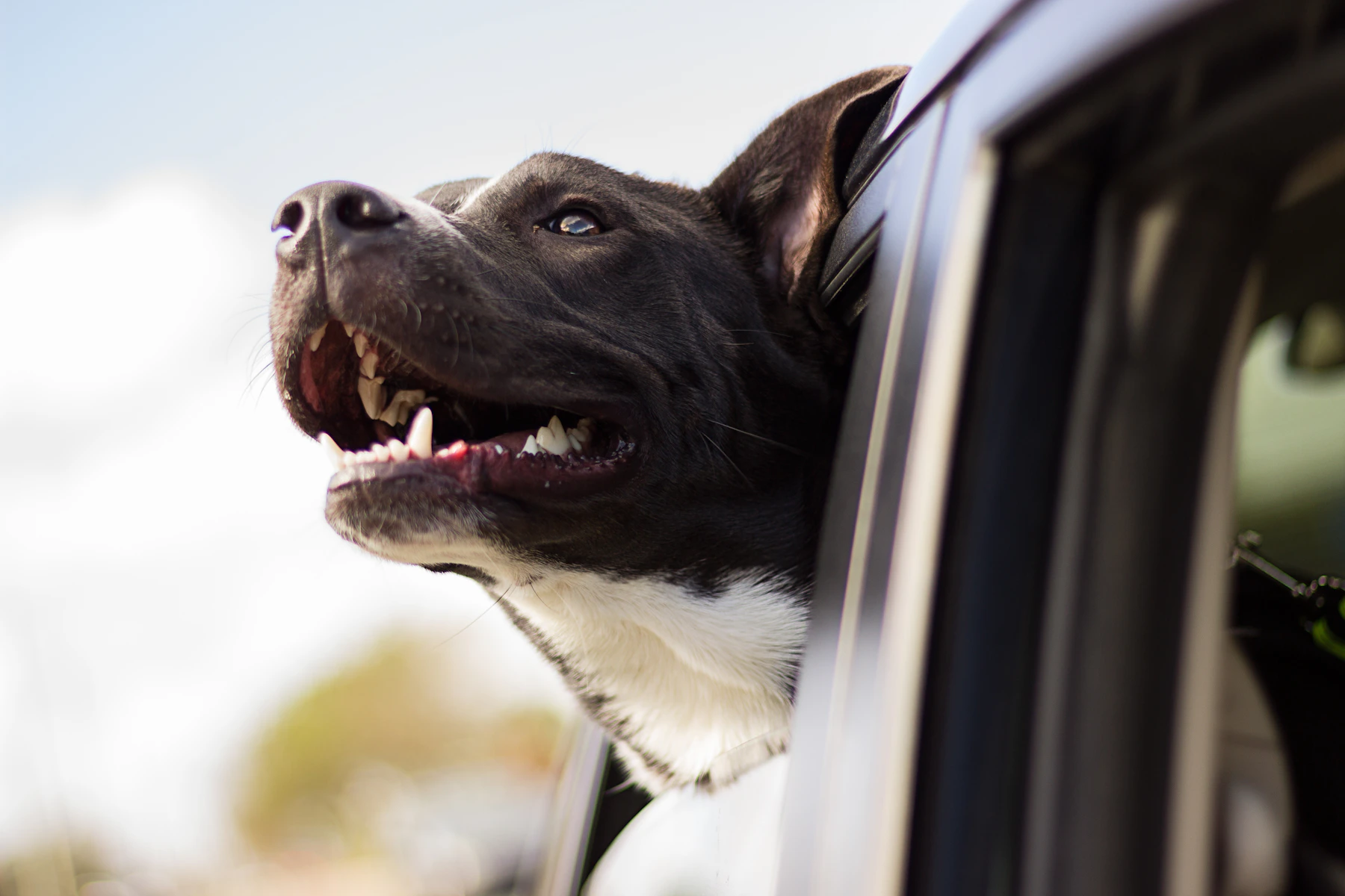 Happy dog looking through an open car window on a journey